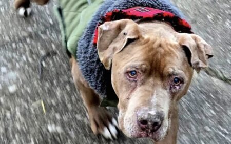 Veterinarian Sentenced to Jail for Refusing to Return a Dog to Its Homeless Owner